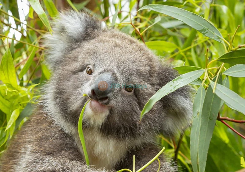 Melbourne Zoo