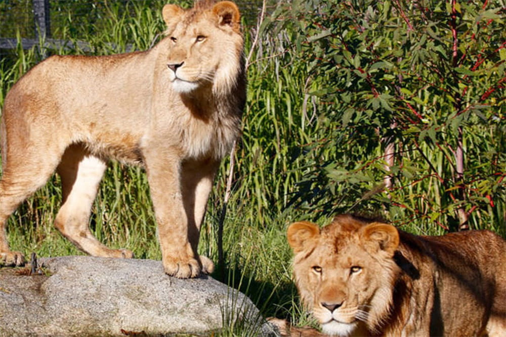 Zoo de Melbourne - Image 5 sur 5