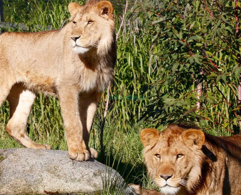 Melbourne Zoo - Image 5 of 5