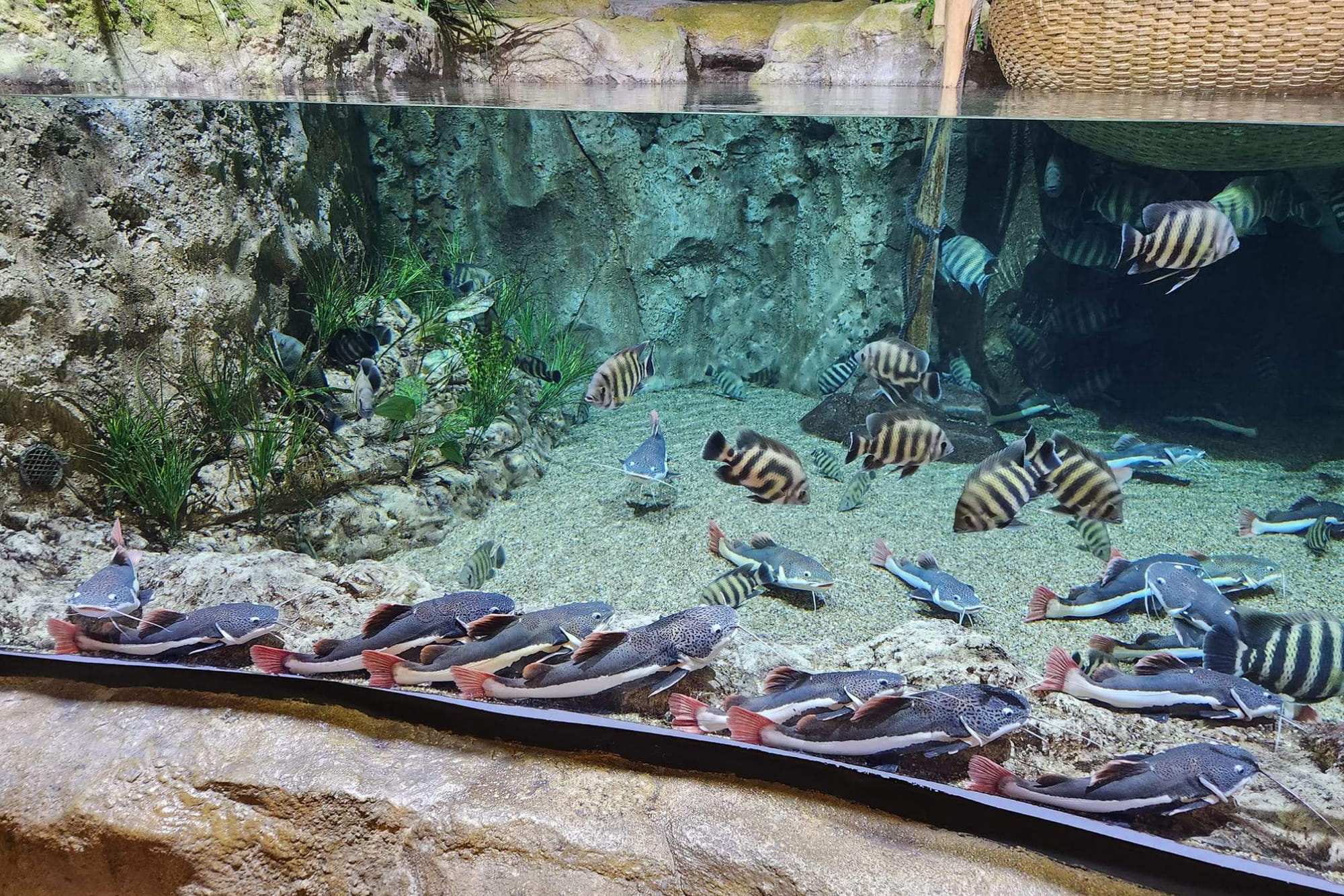 Lotte World Aquarium Hanoi Ticket - Image 2 of 6