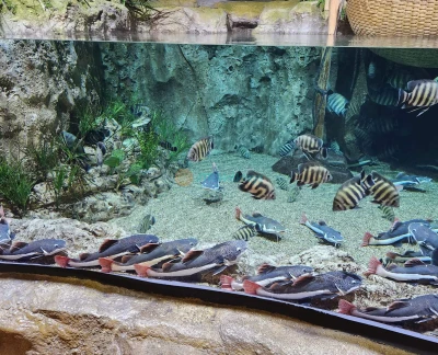 乐天世界水族馆河内门票 - 探索河内乐天世界水族馆,拥有67个水族箱,超过31,000只海洋生物,互动展览,以及确保顺利且有趣体验的重要游客贴士。 乐天世界水族馆河内门票 - 图片 2 的 5