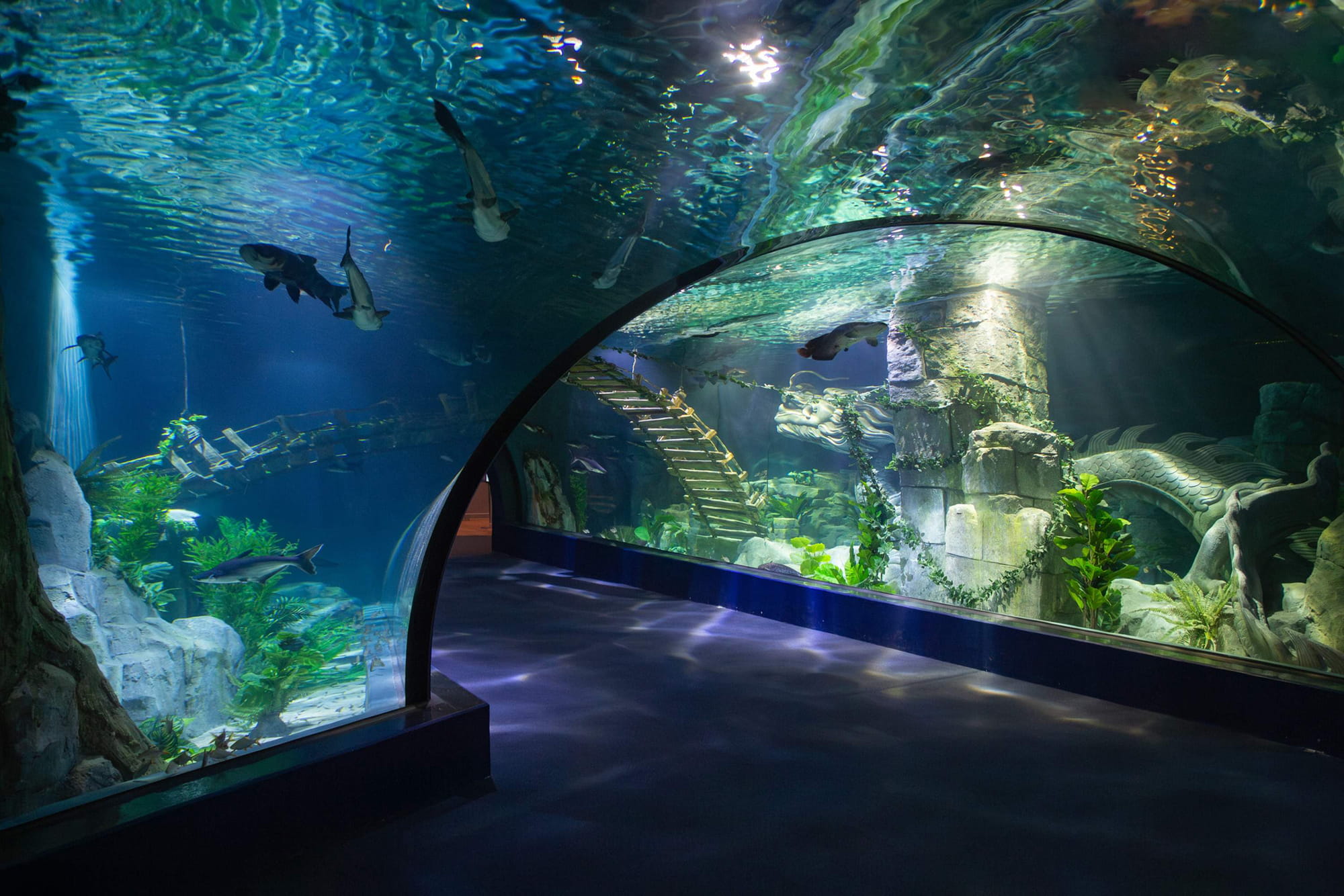 Lotte World Aquarium Hanoi Ticket - Explore Lotte World Aquarium Hanoi with 67 tanks, 31,000+ marine animals, interactive exhibits, and essential visitor tips for a smooth, fun experience. Lotte World Aquarium Hanoi Ticket - Image 4 of 5