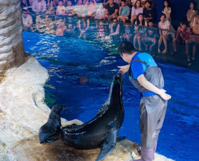 乐天世界水族馆河内门票 - 探索河内乐天世界水族馆,拥有67个水族箱,超过31,000只海洋生物,互动展览,以及确保顺利且有趣体验的重要游客贴士。 乐天世界水族馆河内门票 - 图片 5 的 5