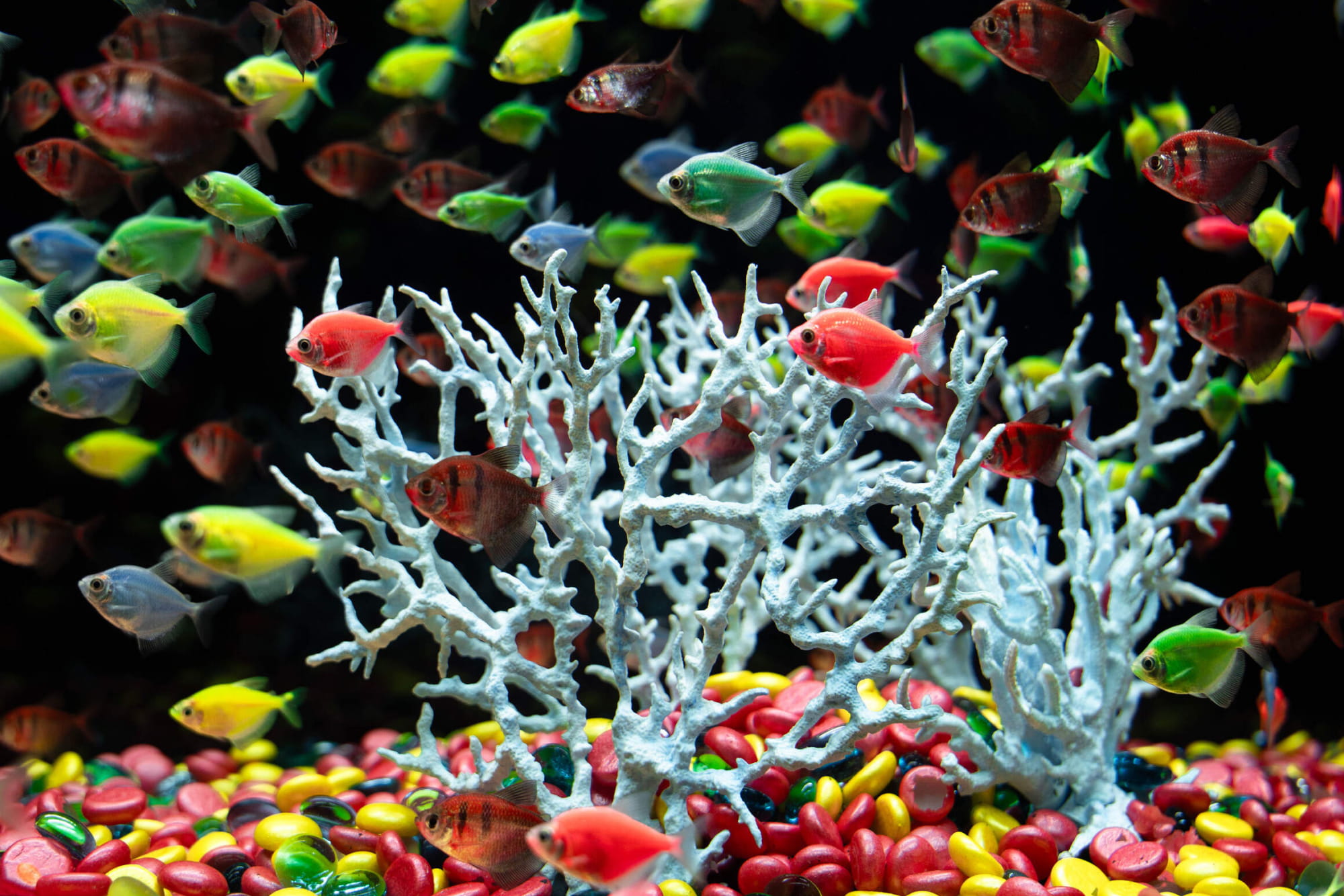 Lotte World Aquarium Hanoi Ticket - Image 6 of 6