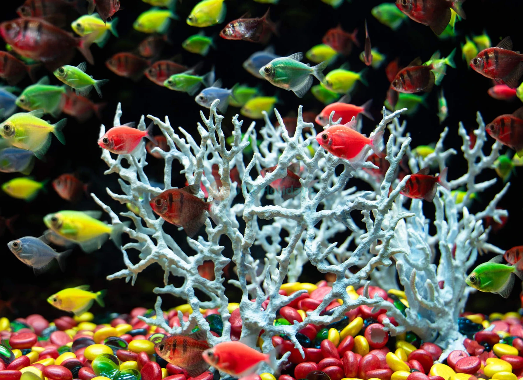 Lotte World Aquarium Hanoi Ticket - Image 6 of 6