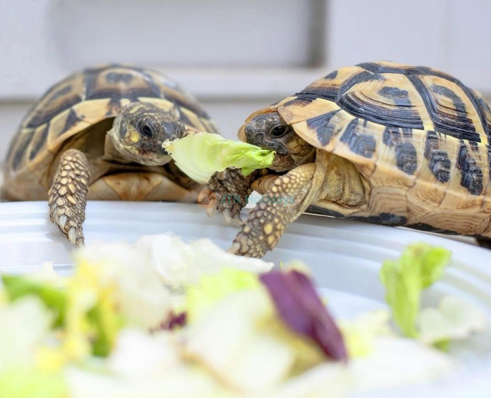 Vinpearl Aquarium Times City Hanoi Ticket - Image 2 of 5