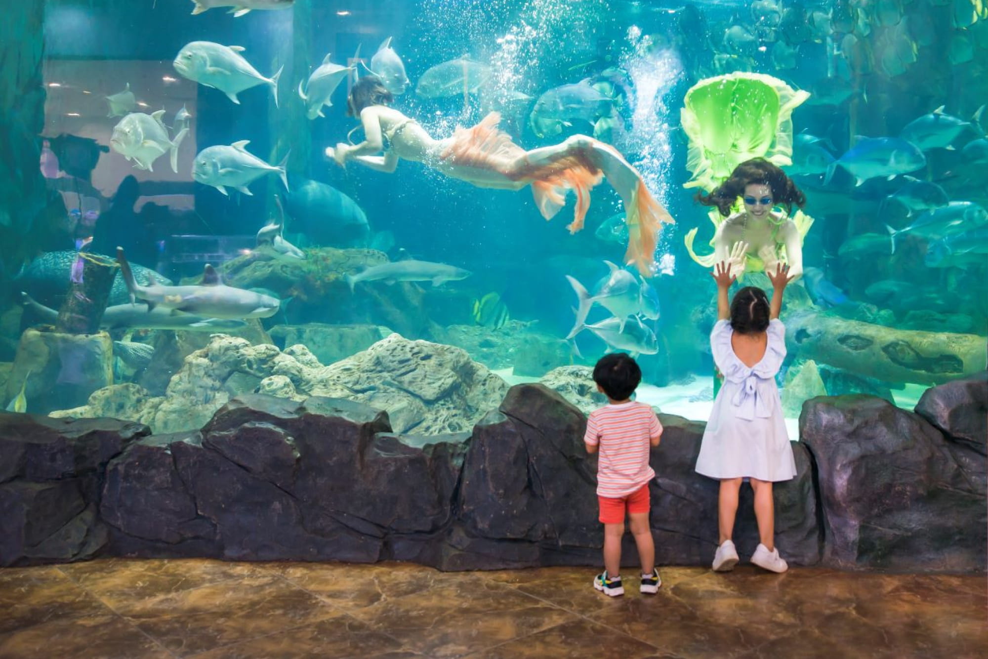 Billet pour l'Aquarium Vinpearl Times City Hanoï - Découvrez l'Aquarium Vinpearl Times City à Hanoï avec des zones marines thématiques, un tunnel sous-marin à 180 degrés et des expositions immersives en 3D. Parfait pour les familles et les enfants. Billet pour l'Aquarium Vinpearl Times City Hanoï - Image 5 sur 5