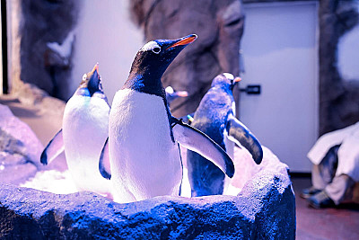 Dubai Premium Holiday Package – 4 Nights 5 Days - Image 9 of 14