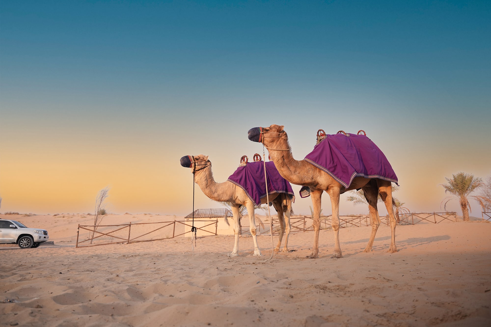 Dubai Economy Holiday Package 4 Nights and 5 Days - Image 12 of 15