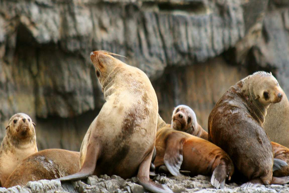 Tasman Island Cruises Full Day Tour from Hobart - Image 5 of 6