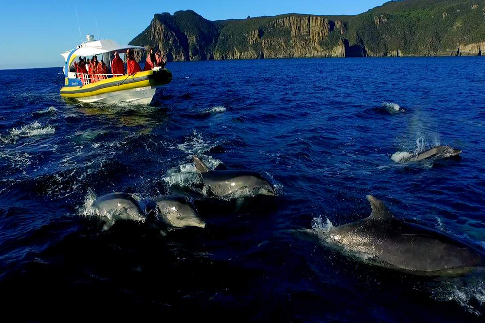 Tasman Island Cruises Full Day Tour from Hobart - Image 6 of 6
