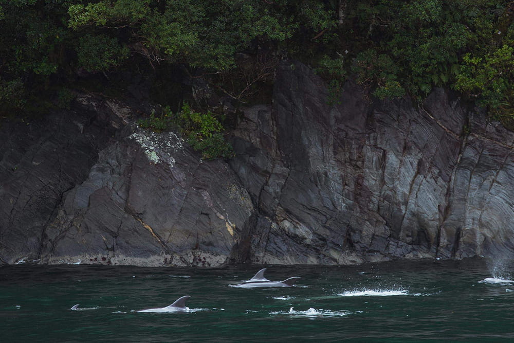 Milford Sound Sightseeing Cruise - Image 4 of 7