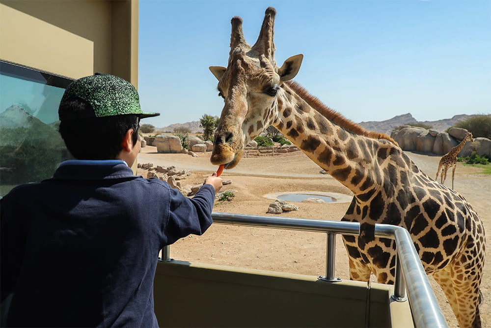 Al Ain Safari - Book Al Ain Safari tickets and enjoy a guided wildlife safari experience in Abu Dhabi. Explore open habitats, see exotic animals up close, and experience an exciting family‑friendly outdoor adventure. Al Ain Safari - Image 2 of 5