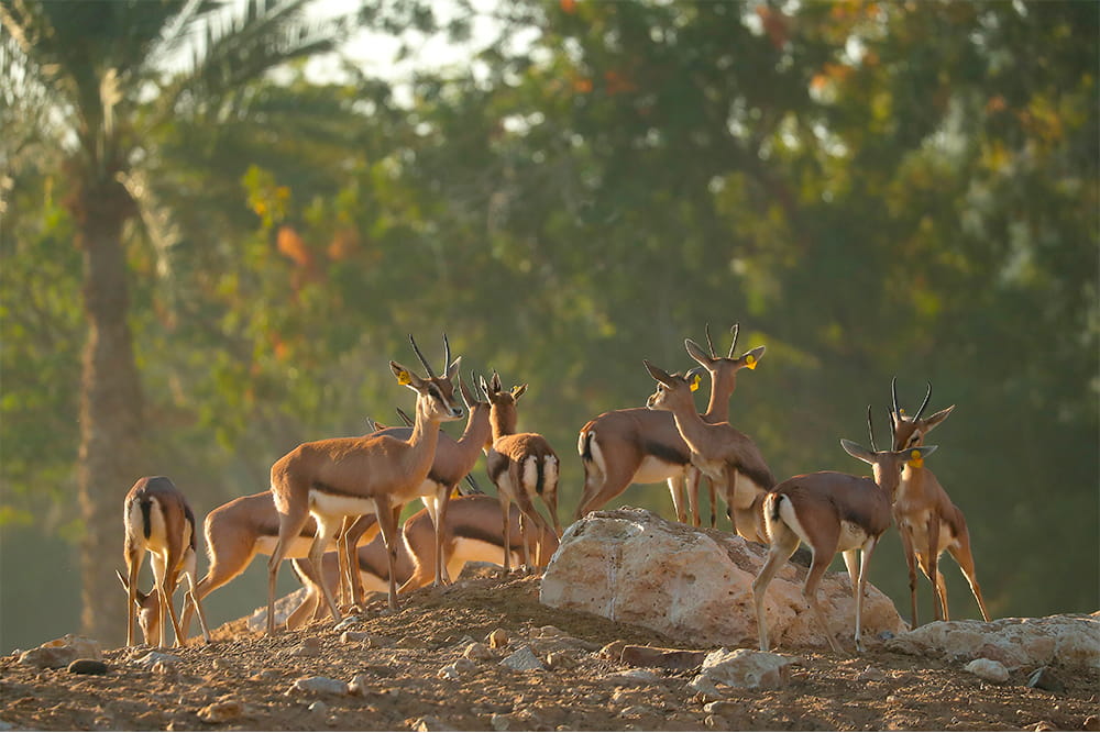 Al Ain Safari - Book Al Ain Safari tickets and enjoy a guided wildlife safari experience in Abu Dhabi. Explore open habitats, see exotic animals up close, and experience an exciting family‑friendly outdoor adventure. Al Ain Safari - Image 4 of 5