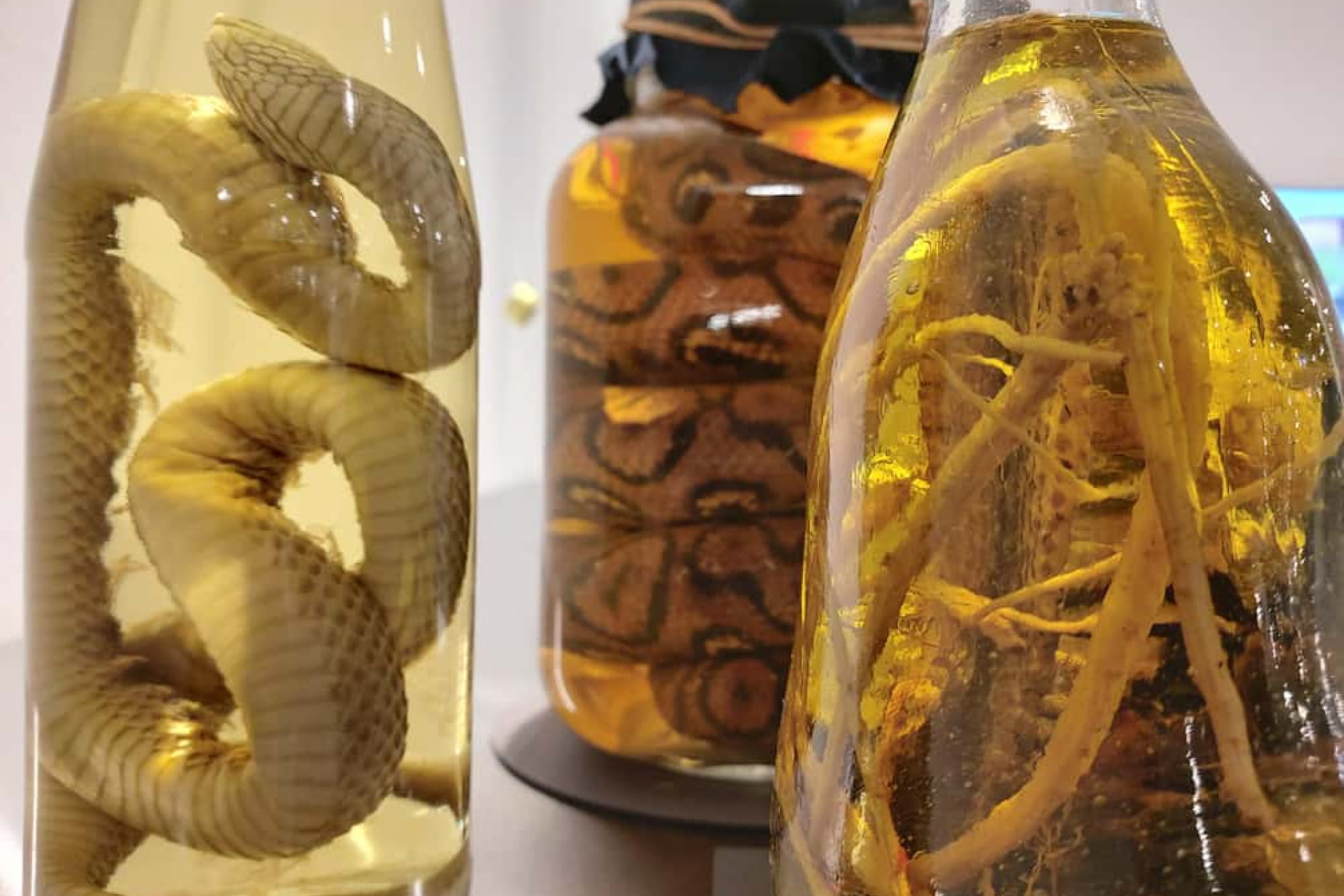Disgusting Food Museum Berlin - Prenota i biglietti per il Disgusting Food Museum Berlin ed esplora oltre 90 dei cibi più strani al mondo. Goditi un'esperienza di degustazione unica al Tasting Bar e scopri le culture alimentari globali in questa insolita attrazione di Berlino. Disgusting Food Museum Berlin - Immagine 2 di 5