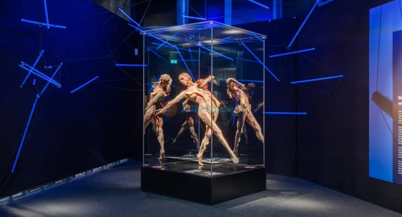 BODY WORLDS Berlin - Image 1 of 5