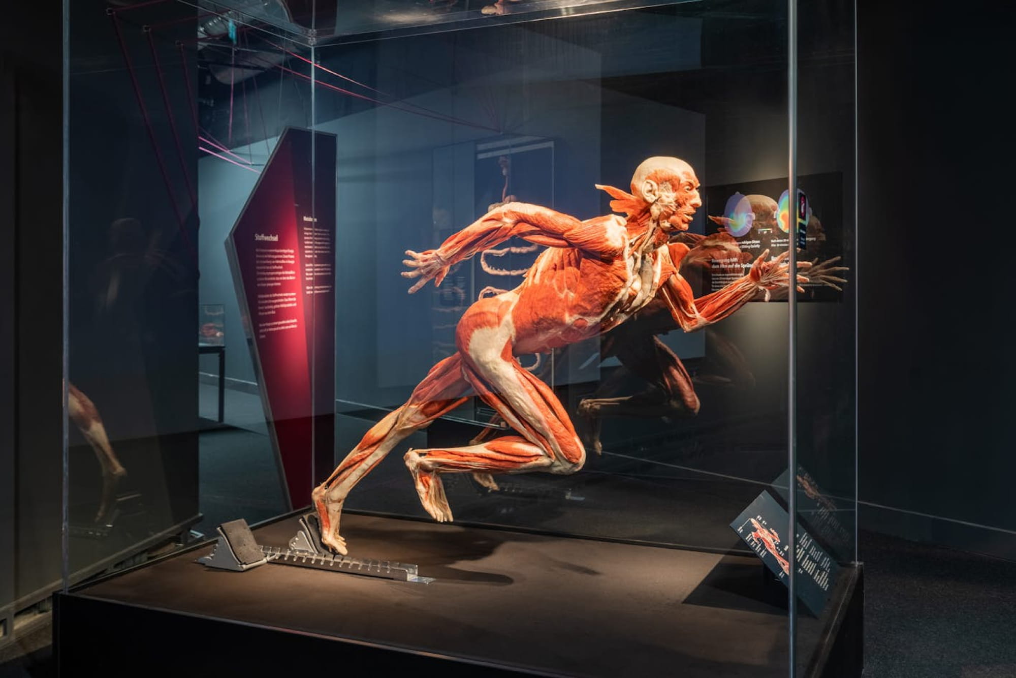 BODY WORLDS Berlin - Esplora BODY WORLDS Berlin e scopri il corpo umano attraverso reali esposizioni anatomiche. Scopri come salute, stile di vita e benessere modellano la condizione umana in questa mostra unica, accessibile alle persone in sedia a rotelle. BODY WORLDS Berlin - Immagine 3 di 5