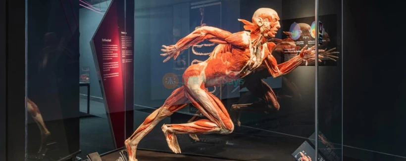 BODY WORLDS Berlin - Entdecken Sie BODY WORLDS Berlin und erforschen Sie den menschlichen Körper durch echte anatomische Exponate. Erfahren Sie, wie Gesundheit, Lebensstil und Wohlbefinden die menschliche Verfassung in dieser einzigartigen, rollstuhlgerechten Ausstellung prägen. BODY WORLDS Berlin - Bild 3 von 5