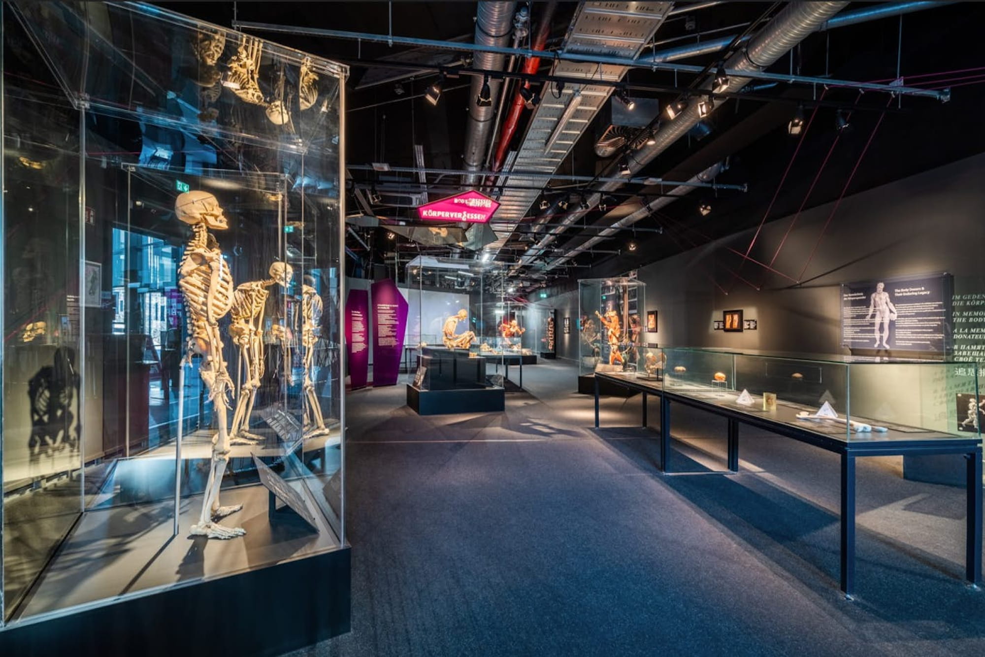BODY WORLDS Berlin - Esplora BODY WORLDS Berlin e scopri il corpo umano attraverso reali esposizioni anatomiche. Scopri come salute, stile di vita e benessere modellano la condizione umana in questa mostra unica, accessibile alle persone in sedia a rotelle. BODY WORLDS Berlin - Immagine 4 di 5