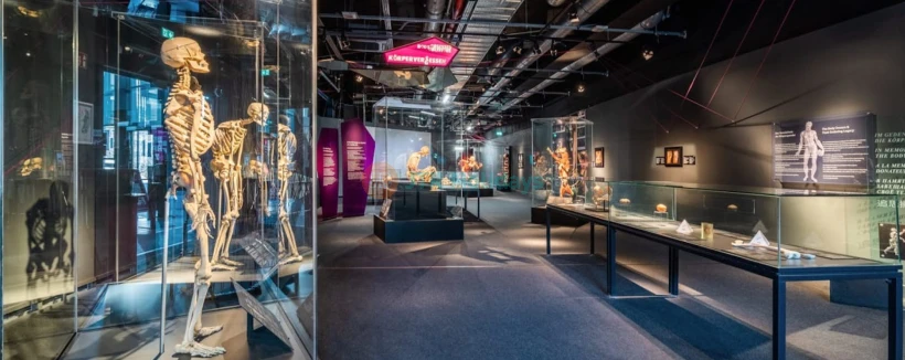 BODY WORLDS Berlin - Entdecken Sie BODY WORLDS Berlin und erforschen Sie den menschlichen Körper durch echte anatomische Exponate. Erfahren Sie, wie Gesundheit, Lebensstil und Wohlbefinden die menschliche Verfassung in dieser einzigartigen, rollstuhlgerechten Ausstellung prägen. BODY WORLDS Berlin - Bild 4 von 5