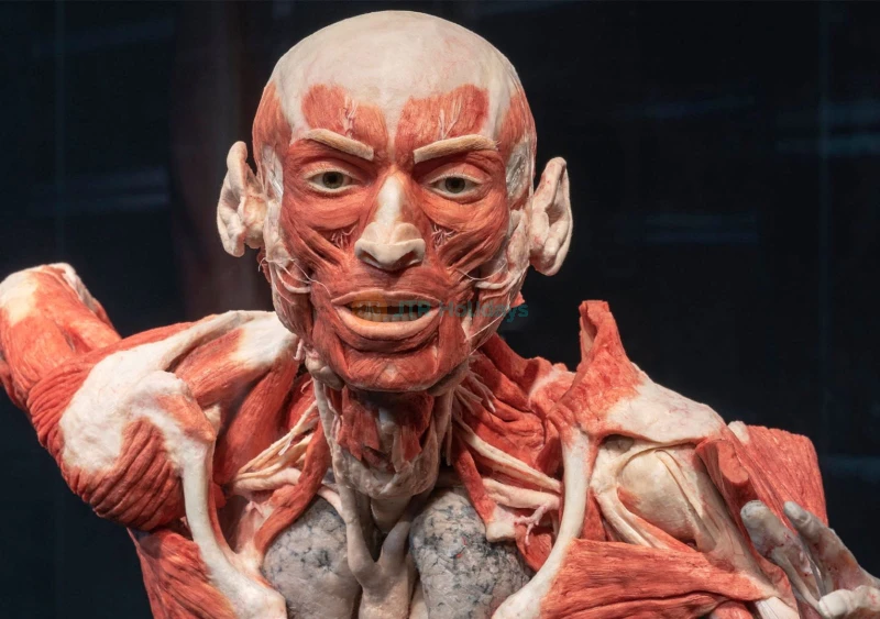 BODY WORLDS Berlin