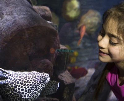 SEA LIFE Hannover Aquarium Ticket - Image 2 of 5