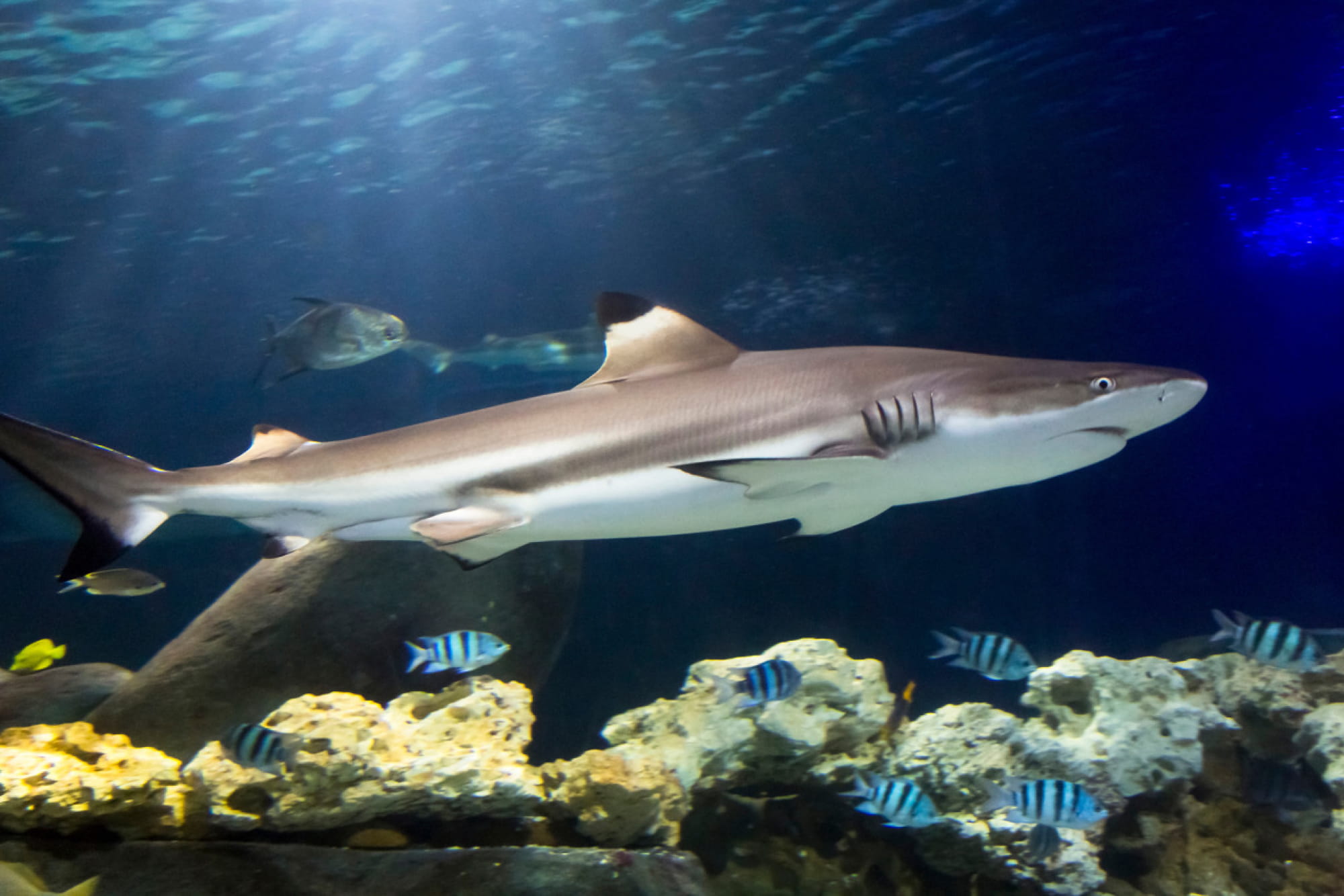 SEA LIFE Hannover Aquarium Ticket - Image 3 of 6