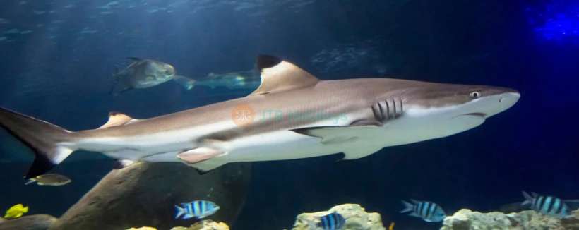 SEA LIFE Hannover Aquarium Ticket - Book SEA LIFE Hannover tickets and explore a top aquarium attraction in Germany. Discover sea turtles, rays, crocodiles, interactive rock pools, and a tropical rainforest—perfect for families and kids. SEA LIFE Hannover Aquarium Ticket - Image 3 of 5