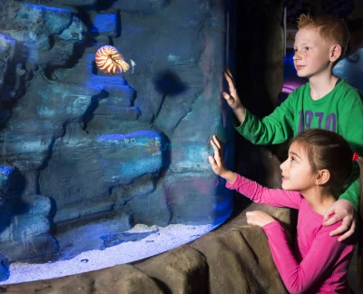 SEA LIFE Hannover Aquarium Ticket - Book SEA LIFE Hannover tickets and explore a top aquarium attraction in Germany. Discover sea turtles, rays, crocodiles, interactive rock pools, and a tropical rainforest—perfect for families and kids. SEA LIFE Hannover Aquarium Ticket - Image 5 of 5