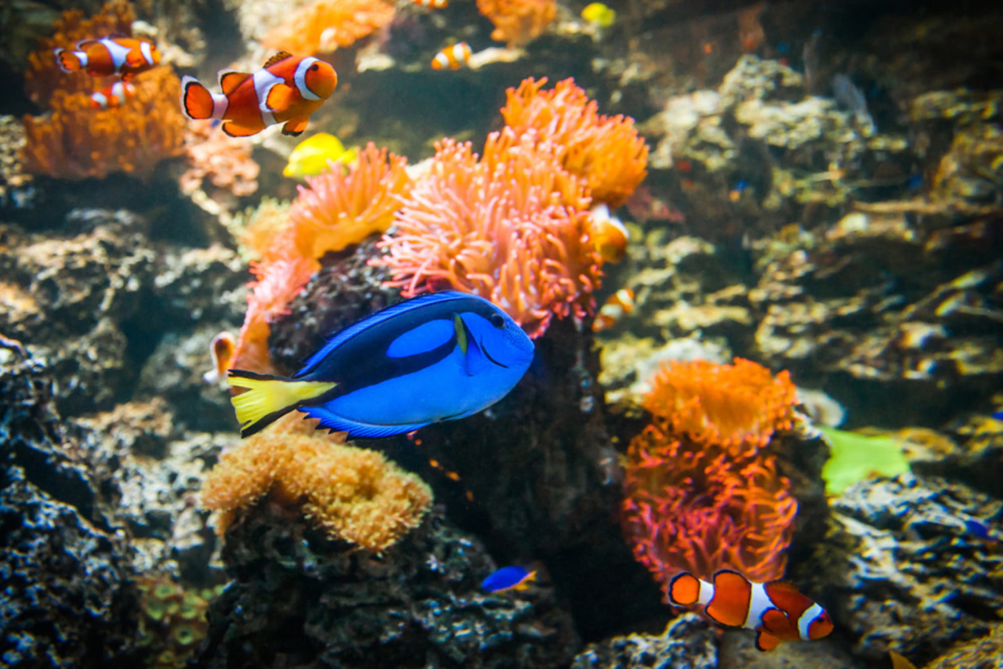 SEA LIFE Munich Aquarium Ticket - Explore SEA LIFE Munich Aquarium with access to themed zones, shark tunnel, interactive rockpools, and live feeding shows. A fun and educational underwater experience for families in Olympiapark Munich. SEA LIFE Munich Aquarium Ticket - Image 1 of 5