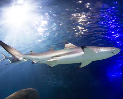 慕尼黑海洋生命水族馆门票 - 图片 2 的 5