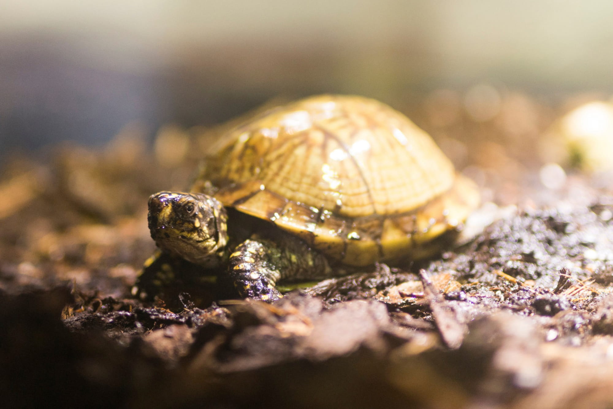 SEA LIFE Munich Aquarium Ticket - Image 3 of 6