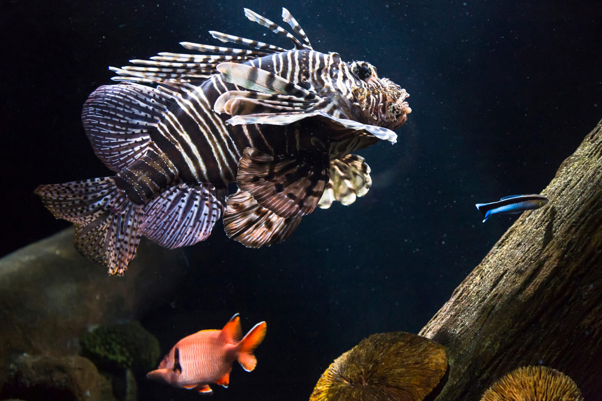 慕尼黑海洋生命水族馆门票 - 图片 5 的 5