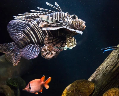 慕尼黑海洋生命水族馆门票 - 畅游慕尼黑海洋生命水族馆,参观主题区、鲨鱼隧道、互动岩池及现场喂食表演。在慕尼黑奥林匹亚公园为家庭带来有趣且具有教育意义的水下体验。 慕尼黑海洋生命水族馆门票 - 图片 5 的 5