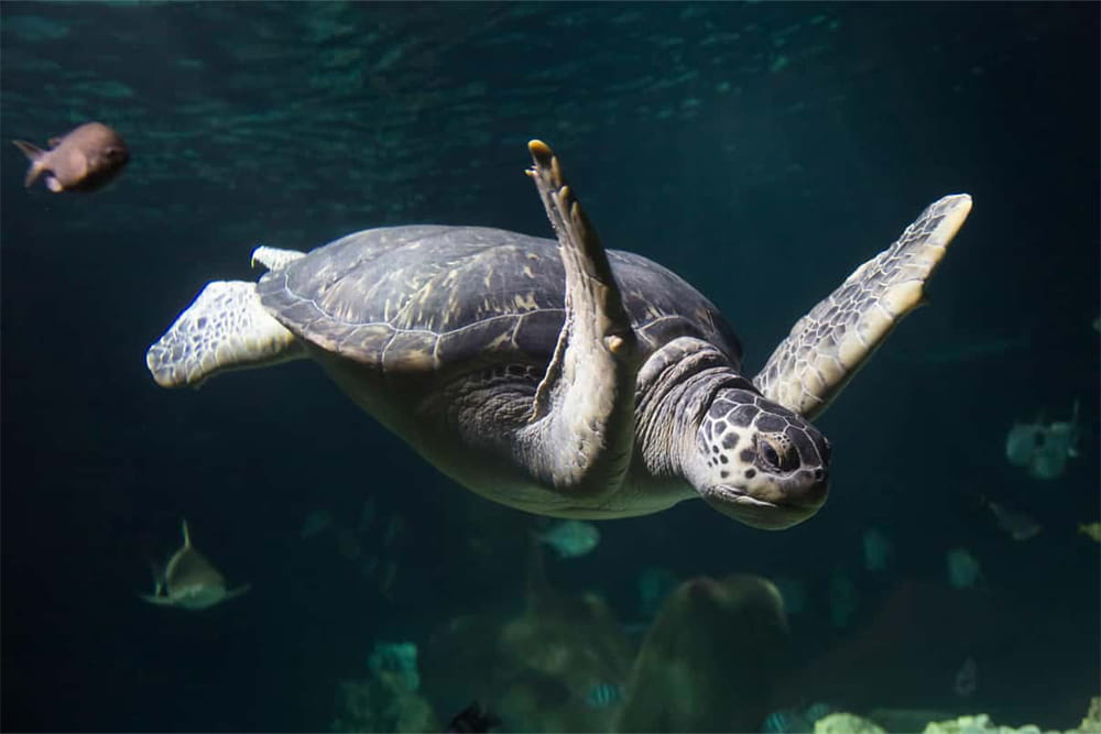 SEA LIFE Konstanz Aquarium Ticket - Book SEA LIFE Konstanz tickets and explore over 3,000 marine animals in themed aquariums, an underwater glass tunnel, and interactive exhibits. Learn about visiting rules, accessibility, and key highlights at this family-friendly attraction in Konstanz, Germany. SEA LIFE Konstanz Aquarium Ticket - Image 3 of 5