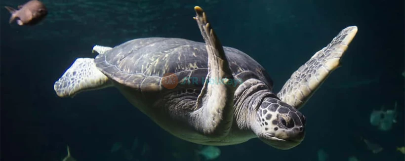 SEA LIFE Konstanz Aquarium Eintrittskarte - Bild 3 von 5