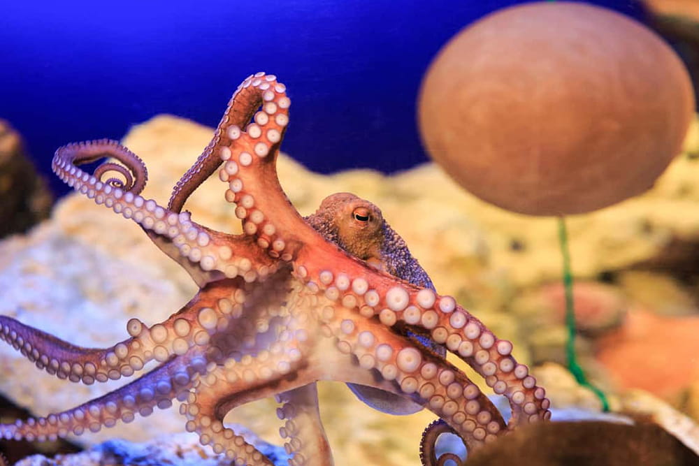 SEA LIFE Konstanz Aquarium Ticket - Book SEA LIFE Konstanz tickets and explore over 3,000 marine animals in themed aquariums, an underwater glass tunnel, and interactive exhibits. Learn about visiting rules, accessibility, and key highlights at this family-friendly attraction in Konstanz, Germany. SEA LIFE Konstanz Aquarium Ticket - Image 4 of 5
