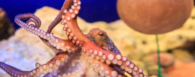 SEA LIFE Konstanz Aquarium Eintrittskarte - Bild 4 von 5