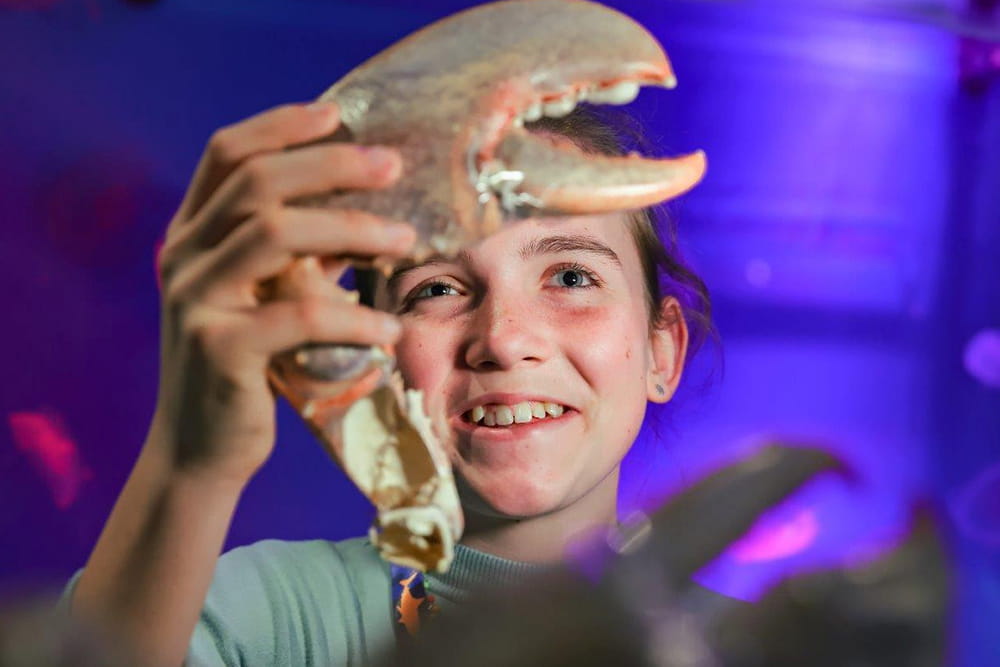 SEA LIFE Timmendorfer Strand Aquarium Ticket - Explore SEA LIFE Timmendorfer Strand on Germany’s Baltic Sea coast. Walk through the glass tunnel, see sharks, turtles, and zones, and experience fun family adventures all year round. SEA LIFE Timmendorfer Strand Aquarium Ticket - Image 1 of 5