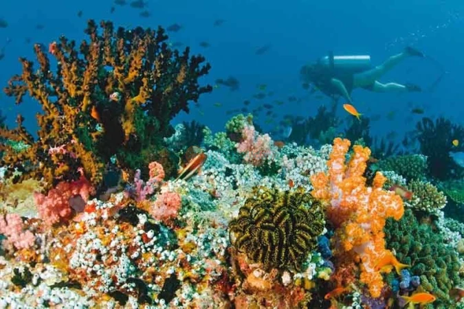 Snorkeling Fujairah