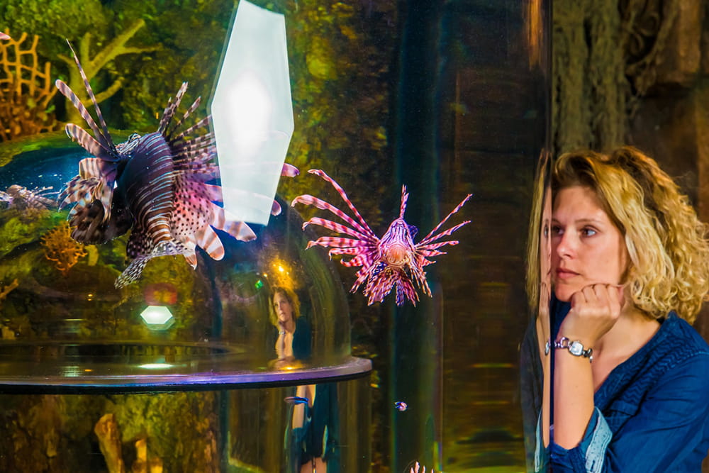 SEA LIFE Timmendorfer Strand Aquarium Ticket - Explore SEA LIFE Timmendorfer Strand on Germany’s Baltic Sea coast. Walk through the glass tunnel, see sharks, turtles, and zones, and experience fun family adventures all year round. SEA LIFE Timmendorfer Strand Aquarium Ticket - Image 3 of 5