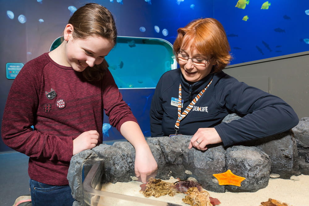 SEA LIFE Timmendorfer Strand Aquarium Ticket - Explore SEA LIFE Timmendorfer Strand on Germany’s Baltic Sea coast. Walk through the glass tunnel, see sharks, turtles, and zones, and experience fun family adventures all year round. SEA LIFE Timmendorfer Strand Aquarium Ticket - Image 4 of 5