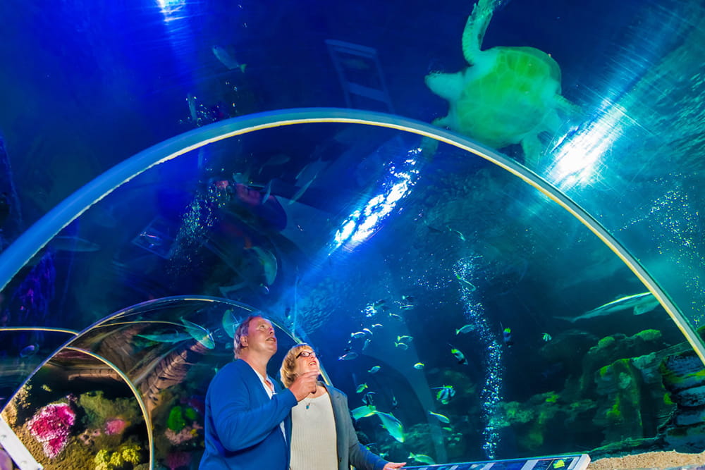 SEA LIFE Timmendorfer Strand Aquarium Ticket - Explore SEA LIFE Timmendorfer Strand on Germany’s Baltic Sea coast. Walk through the glass tunnel, see sharks, turtles, and zones, and experience fun family adventures all year round. SEA LIFE Timmendorfer Strand Aquarium Ticket - Image 5 of 5