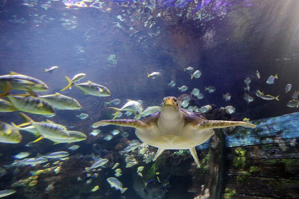 SEA LIFE Timmendorfer Strand Aquarium Ticket - Image 6 of 6