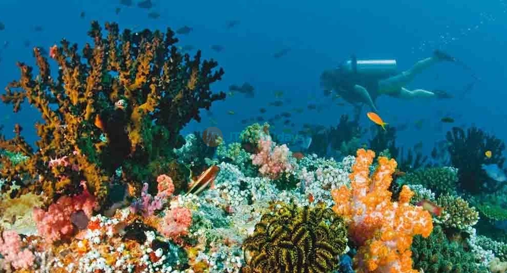Snorkeling Fujairah - Snorkeling Fujairah, Enjoy a snorkeling adventure in the Gulf of Oman and experience the underwater world with ease. Best Scuba Diving, location... Snorkeling Fujairah - Image 1 of 5