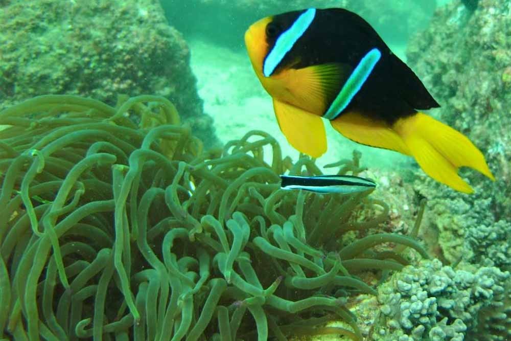 Snorkeling Fujairah - Image 5 of 8