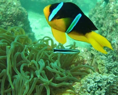 Snorkeling Fujairah - Snorkeling Fujairah, Enjoy a snorkeling adventure in the Gulf of Oman and experience the underwater world with ease. Best Scuba Diving, location... Snorkeling Fujairah - Image 5 of 5