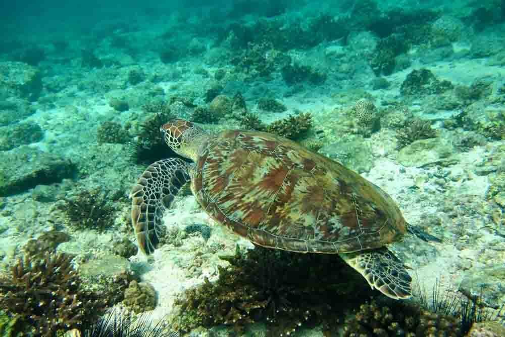Snorkeling Fujairah - Image 6 of 8