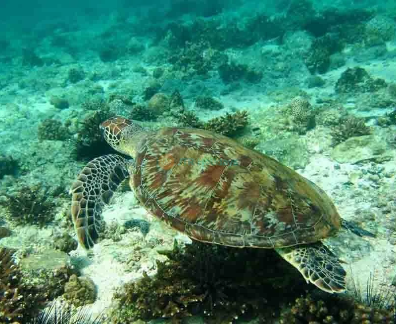 Snorkeling Fujairah - Best Scuba Diving -The best Snorkeling Trip in UAE