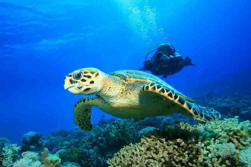 Snorkeling Fujairah - Best Scuba Diving -The best Snorkeling Trip in UAE